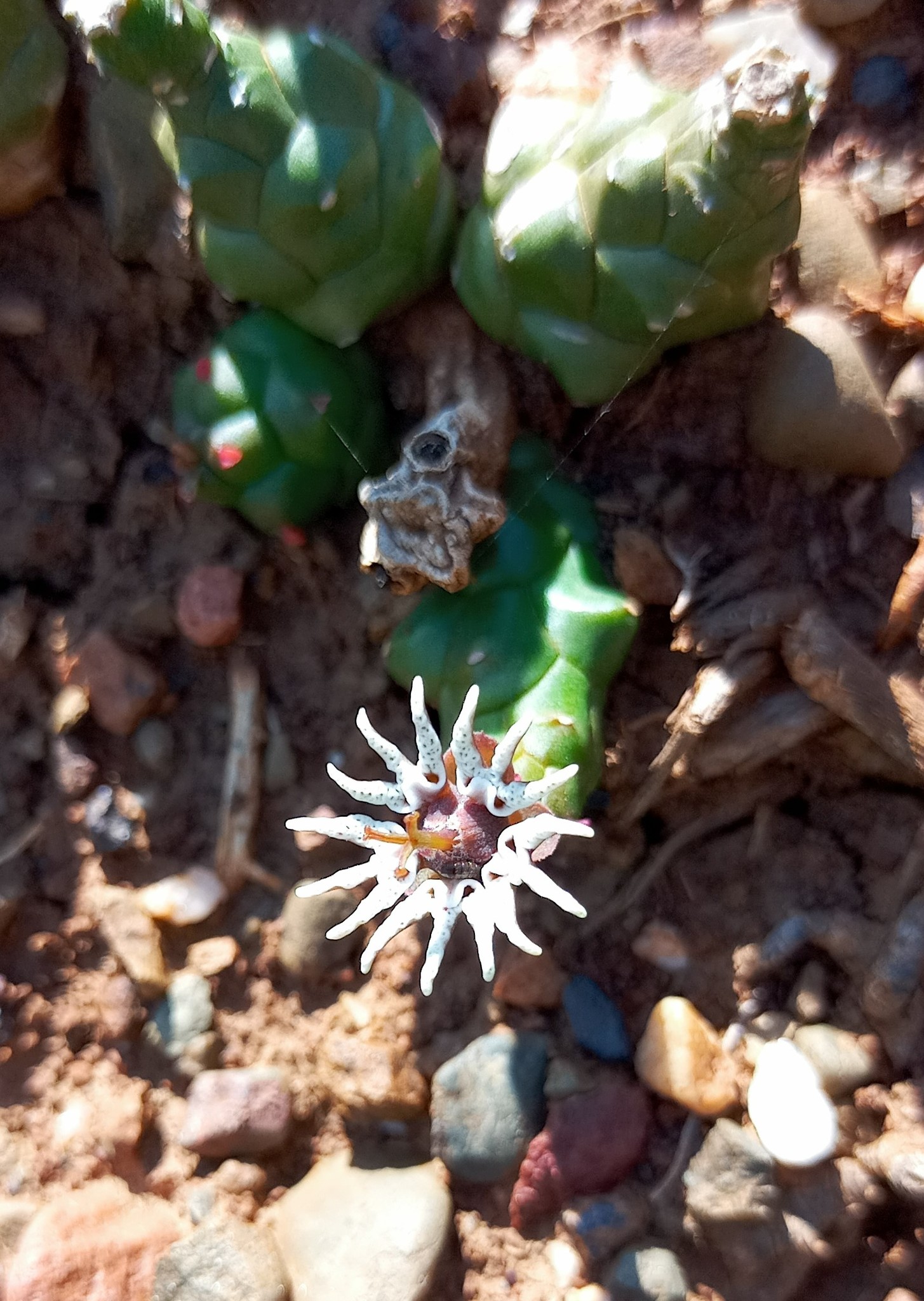 Euphorbia tridentata