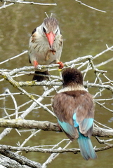 Gryllotalpa africana