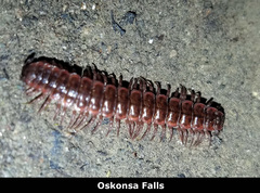 Pseudopolydesmus canadensis