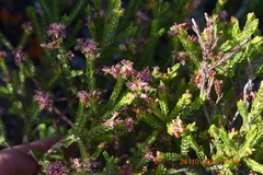 Passerina ericoides