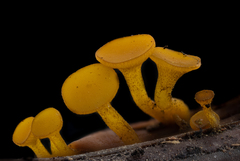 Chloroscypha alutipes