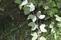 Image of Passiflora indecora