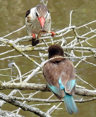 Gryllotalpa africana