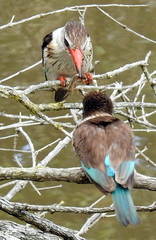 Gryllotalpa africana