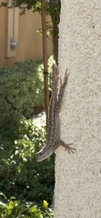 Sceloporus occidentalis