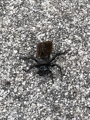 Pygodasis quadrimaculata