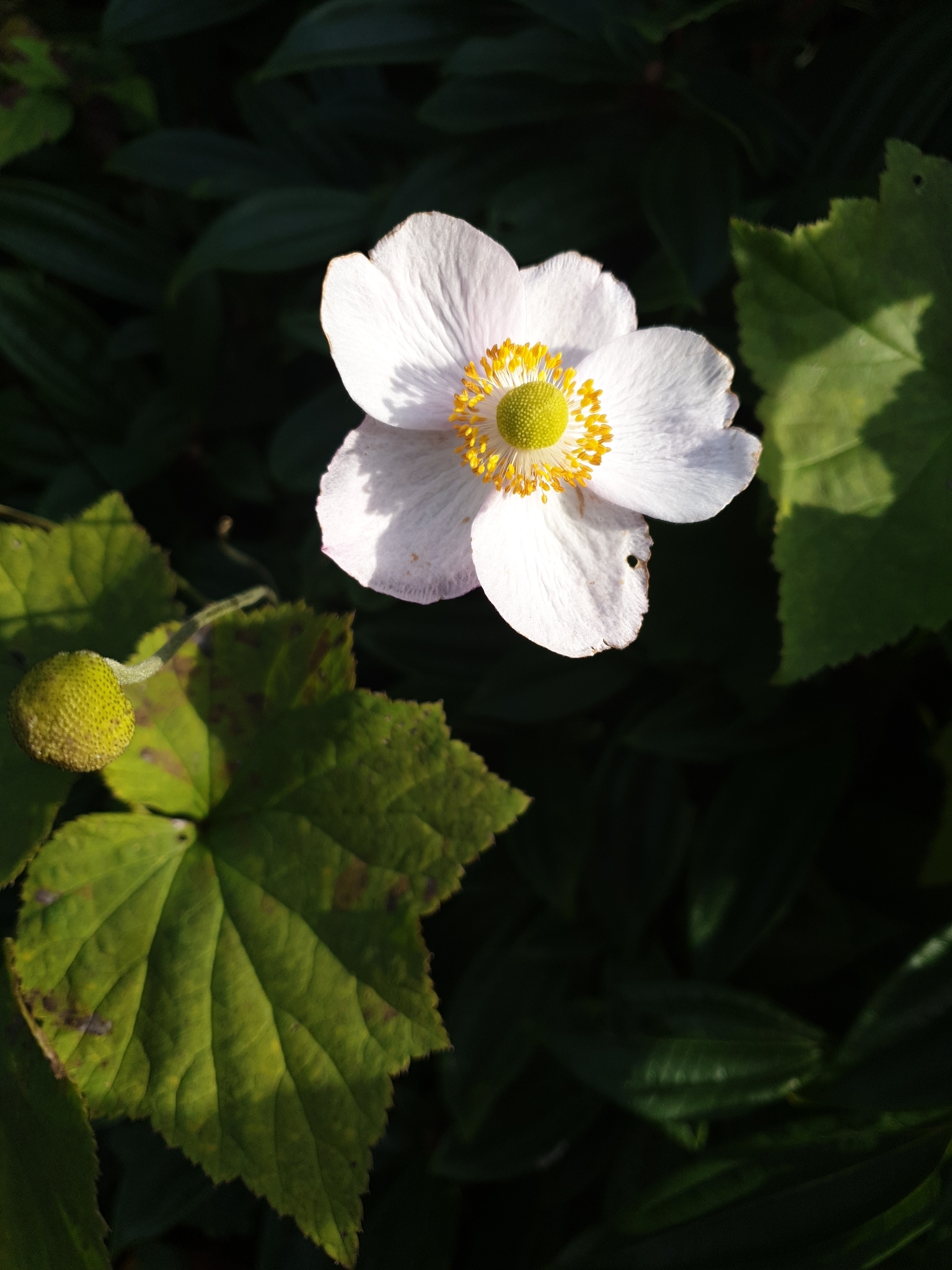 Herbst-Anemone (Eriocapitella hupehensis): Herkunft und Verwendung — foto 1