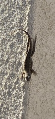 Sceloporus occidentalis