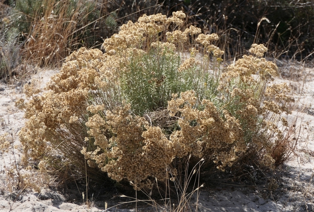 Helichrysum serotinum