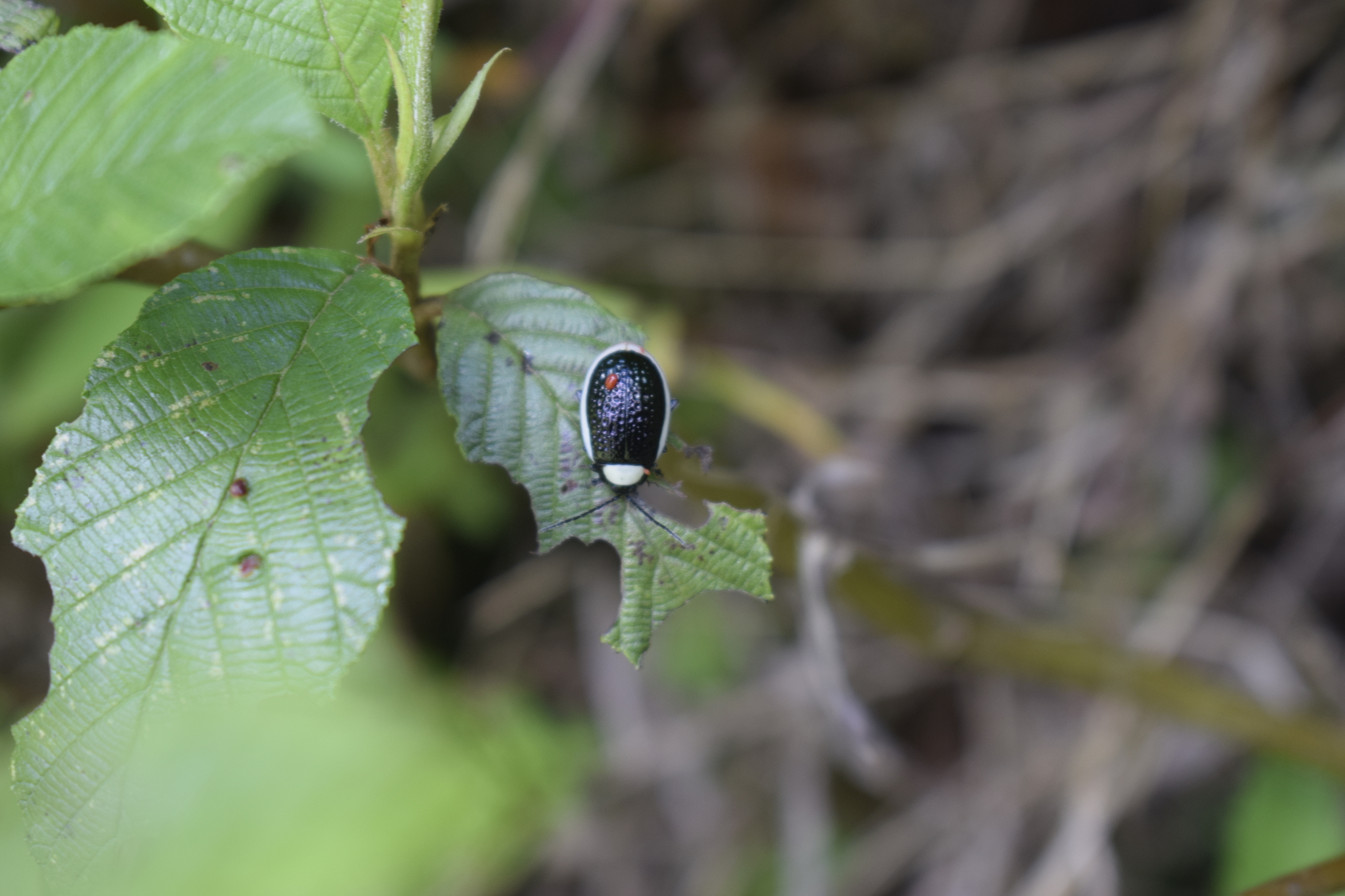 Chrysomelidae image