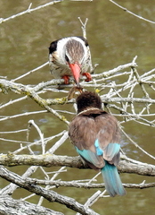 Gryllotalpa africana