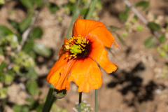 Papaver heterophyllum
