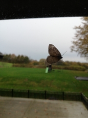 Chloroclysta siterata