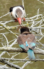 Gryllotalpa africana