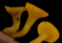 Chloroscypha alutipes