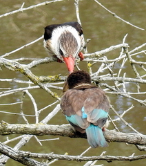Gryllotalpa africana
