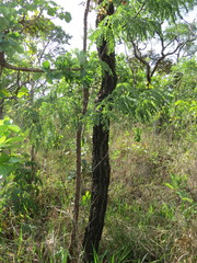 Dalbergia miscolobium