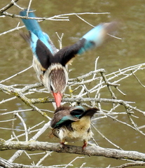 Gryllotalpa africana