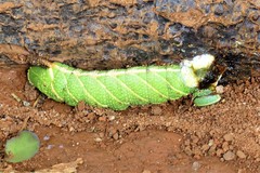 Clanis bilineata