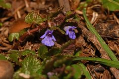 Glechoma hederacea