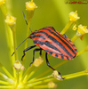 Striped Shield Bugs - Photo (c) Valter Jacinto, some rights reserved (CC BY-NC-SA)