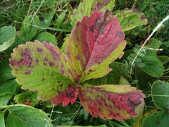 Diplocarpon fragariae