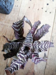 Cryptanthus
