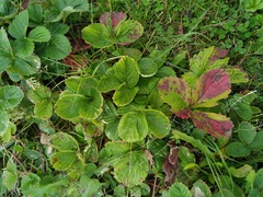 Diplocarpon fragariae