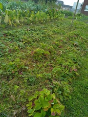 Diplocarpon fragariae