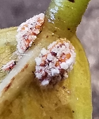 Dactylopius opuntiae