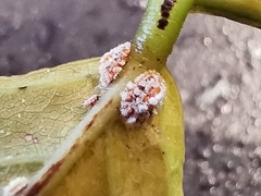 Dactylopius opuntiae