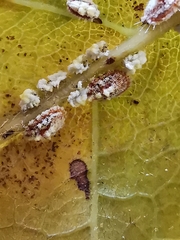 Dactylopius opuntiae