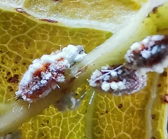 Dactylopius opuntiae