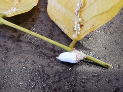Dactylopius opuntiae