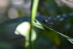 Salpingogaster nigra