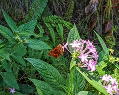 Synapte malitiosa