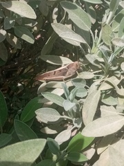 Acanthacris ruficornis