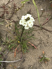 Erysimum franciscanum