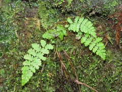 Woodsia appalachiana