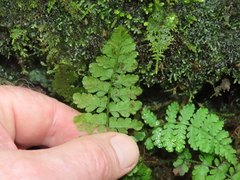 Woodsia appalachiana