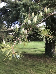 Cedrus libani