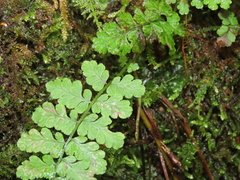 Woodsia appalachiana