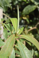 Euphorbia laurifolia image