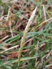 Sesleria autumnalis