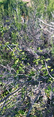Fockea edulis