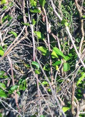 Fockea edulis