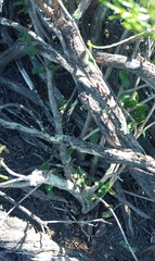 Fockea edulis