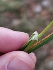 Sesleria autumnalis