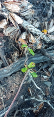 Fockea edulis
