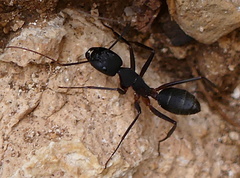 Camponotus erigens